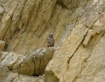 21 Elf Wochen alt.Sitzen oft auch am Horst